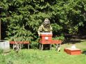 richard collecting honey from the hive