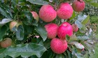 produce from the fruit garden