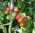 produce from the vegetable and herb garden