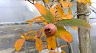 produce from the shrub and hedge garden